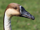 Swan Goose (WWT Slimbridge March 2011) - pic by Nigel Key